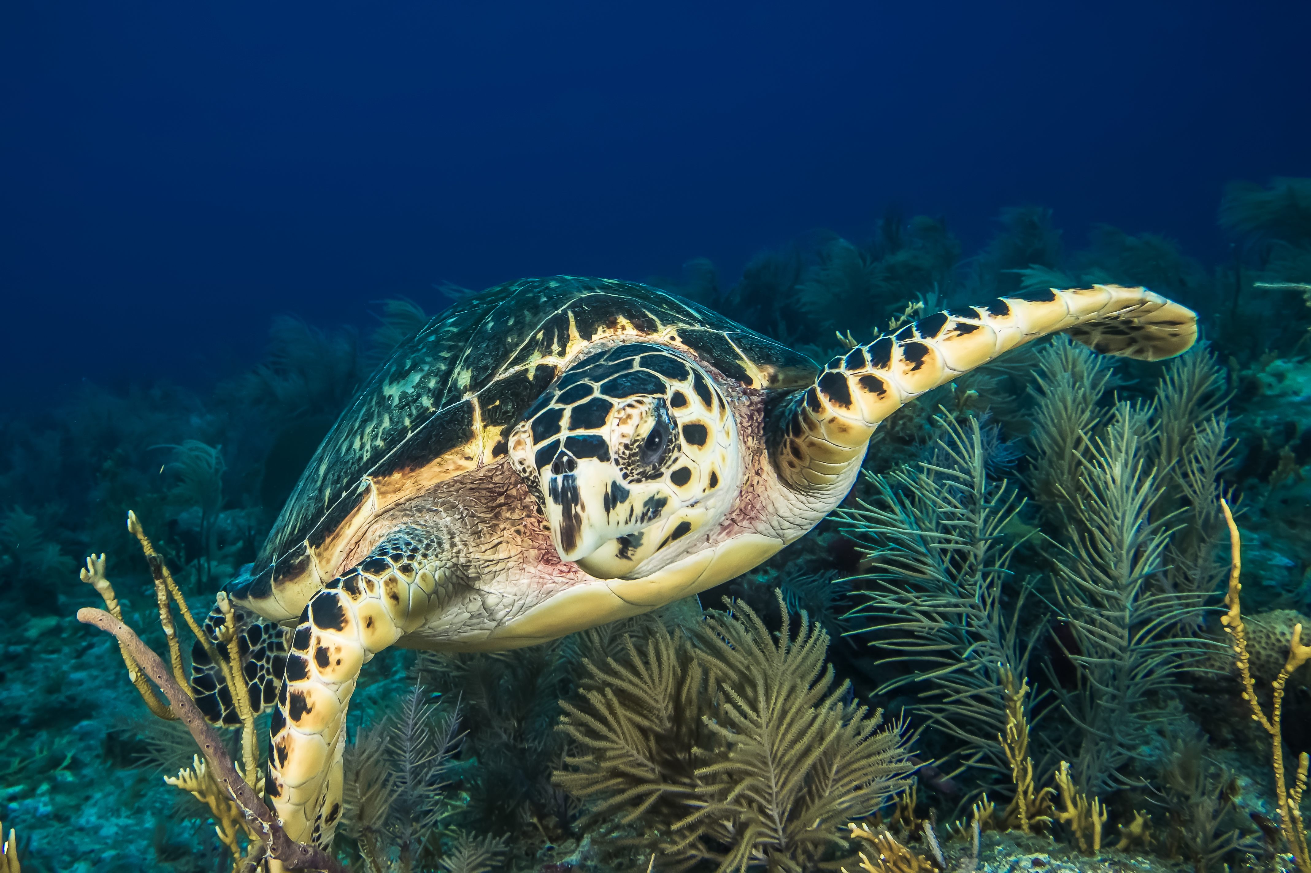 Underwater sea turtle, Key Largo, Florida